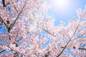 cherry-blossom_00002